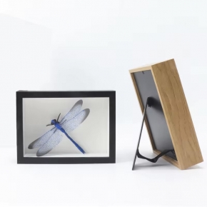 Butterfly Specimen Glass Photo Frame